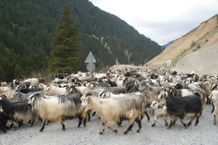 A Sibiu-Făgăraș autópálya építkezése elkezdődik